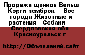 Продажа щенков Вельш Корги пемброк  - Все города Животные и растения » Собаки   . Свердловская обл.,Красноуральск г.